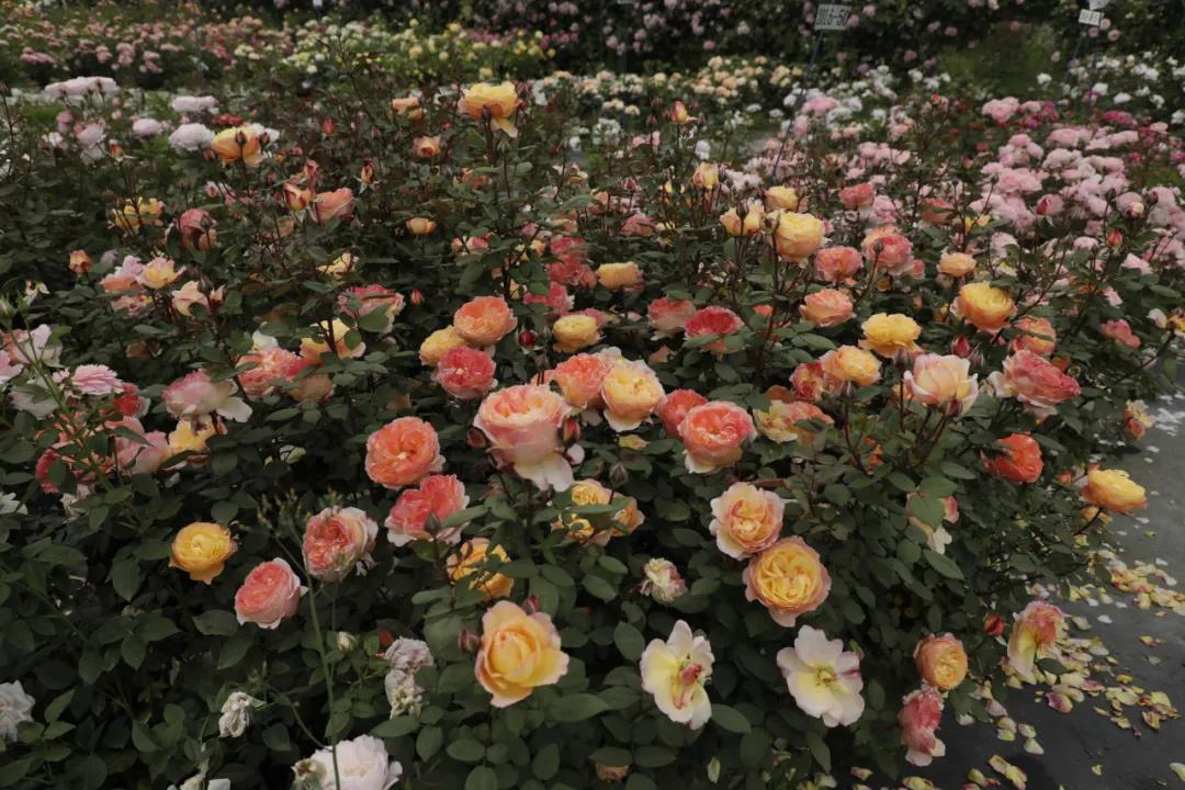 月季秋季復(fù)花指南 月季秋季復(fù)花指南