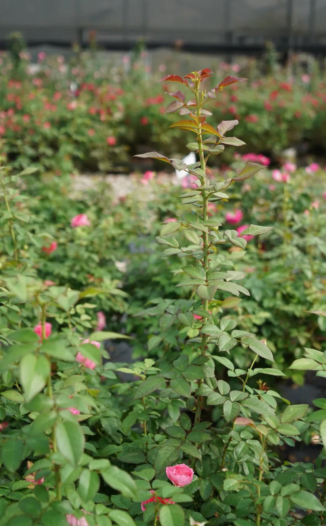 月季秋季復(fù)花指南 月季秋季復(fù)花指南