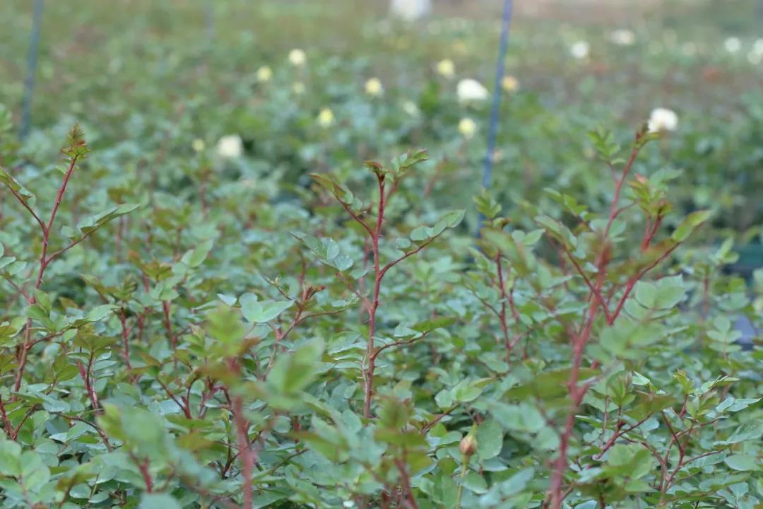 月季秋季復(fù)花指南 月季秋季復(fù)花指南