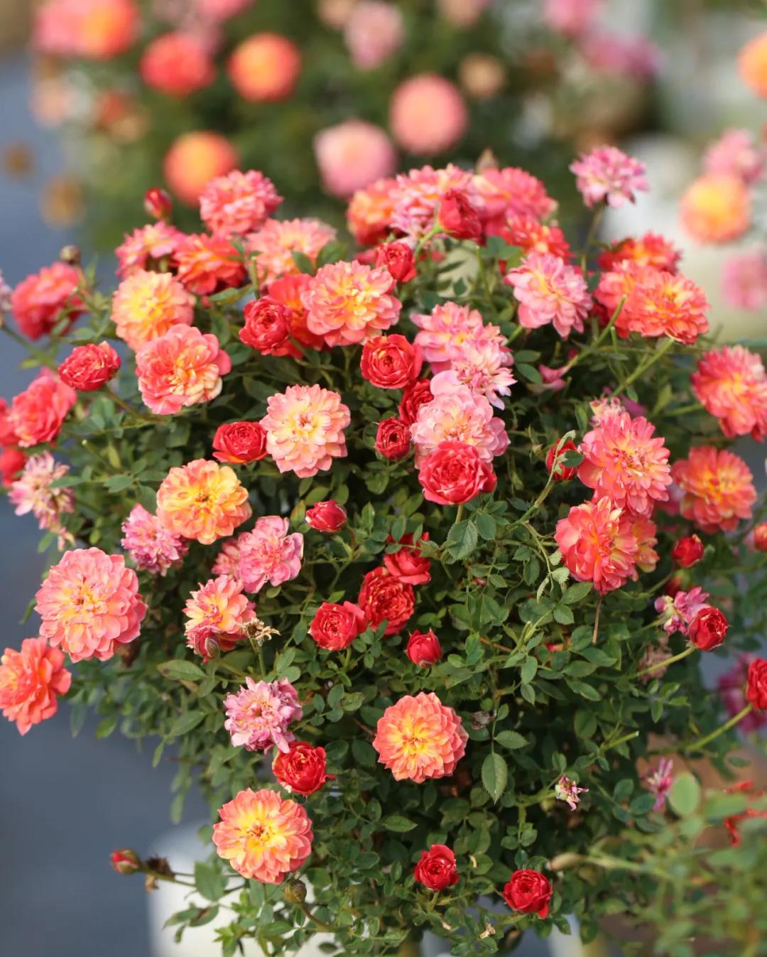 月季秋季復(fù)花指南 月季秋季復(fù)花指南