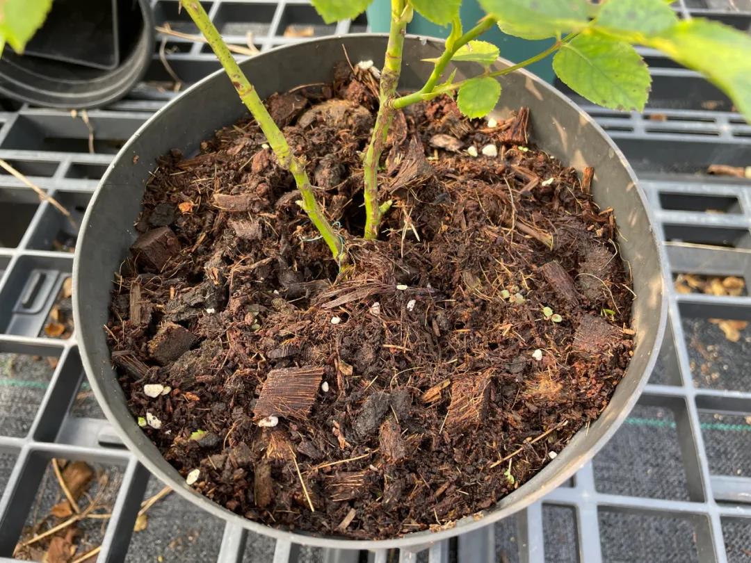 月季秋季復(fù)花指南 月季秋季復(fù)花指南