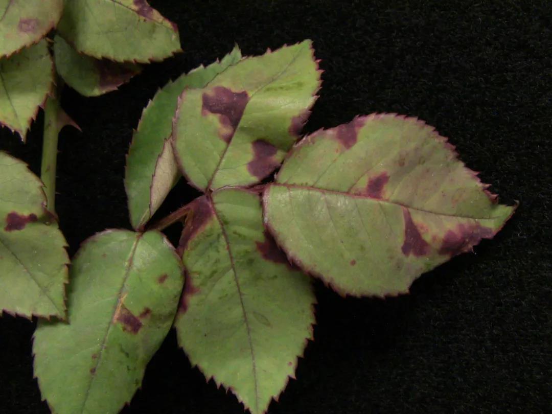 月季秋季復(fù)花指南 月季秋季復(fù)花指南