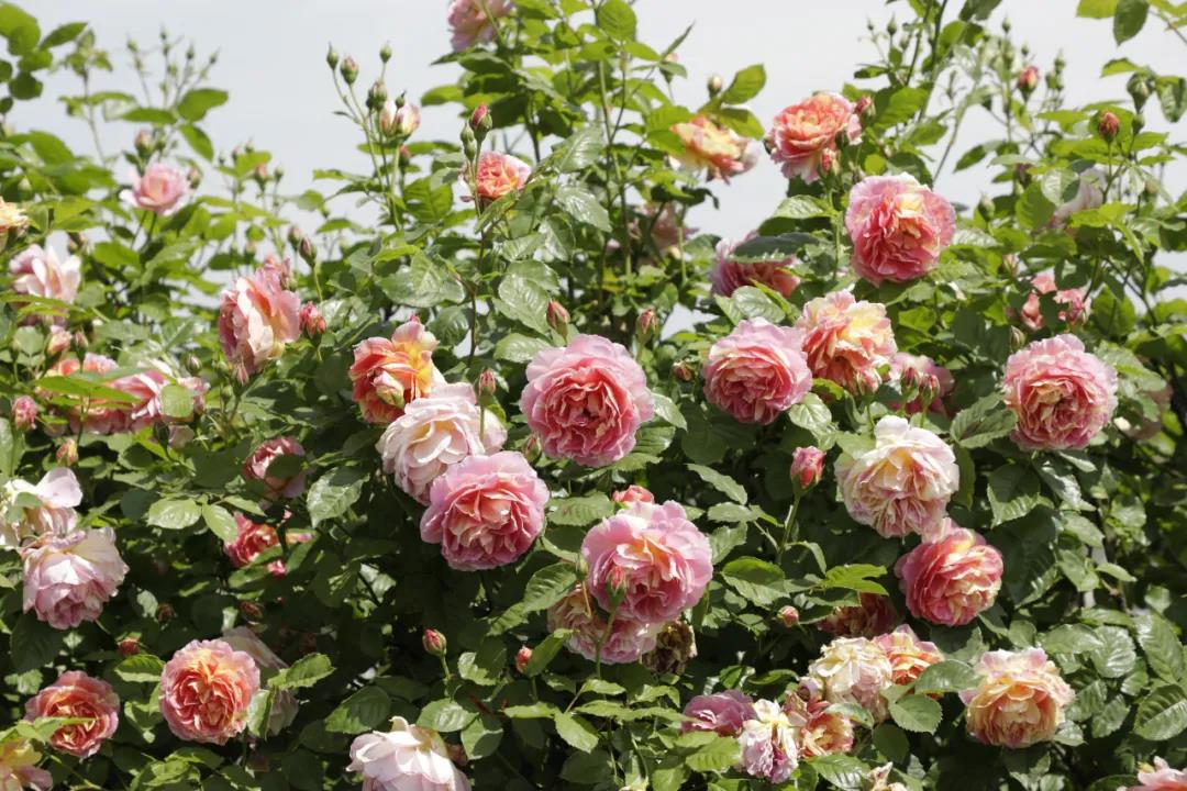 月季秋季復(fù)花指南 月季秋季復(fù)花指南