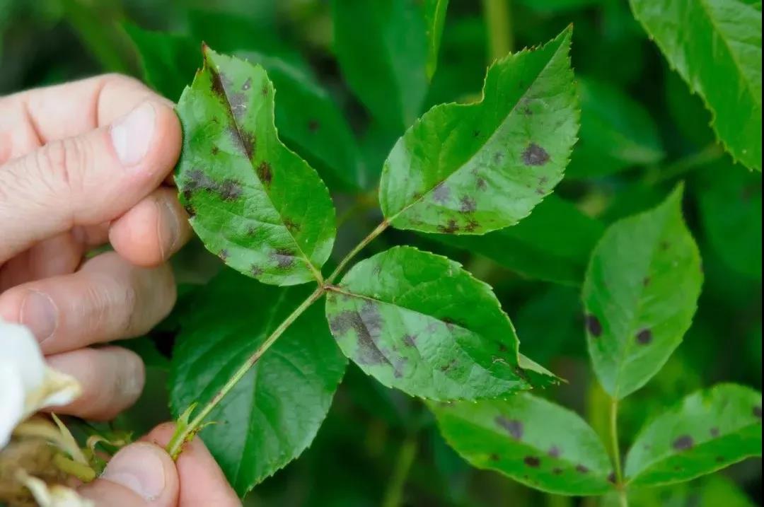 月季秋季復(fù)花指南 月季秋季復(fù)花指南