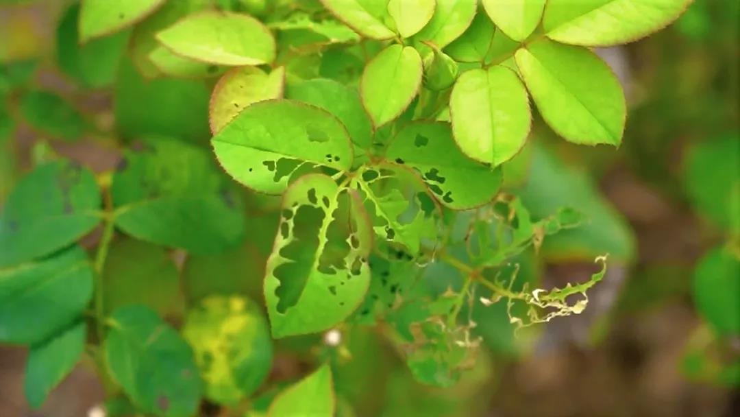 月季秋季復(fù)花指南 月季秋季復(fù)花指南