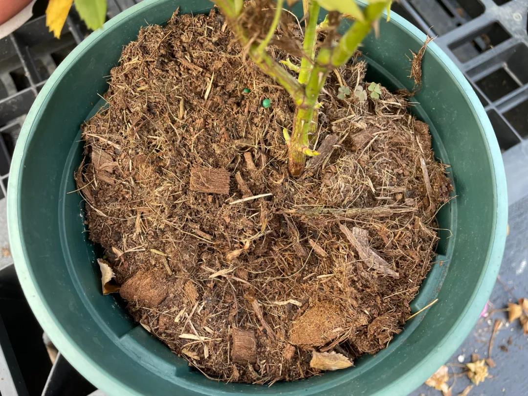 月季秋季復(fù)花指南 月季秋季復(fù)花指南