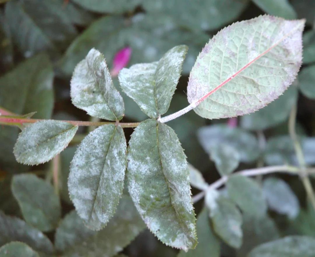月季秋季復(fù)花指南 月季秋季復(fù)花指南