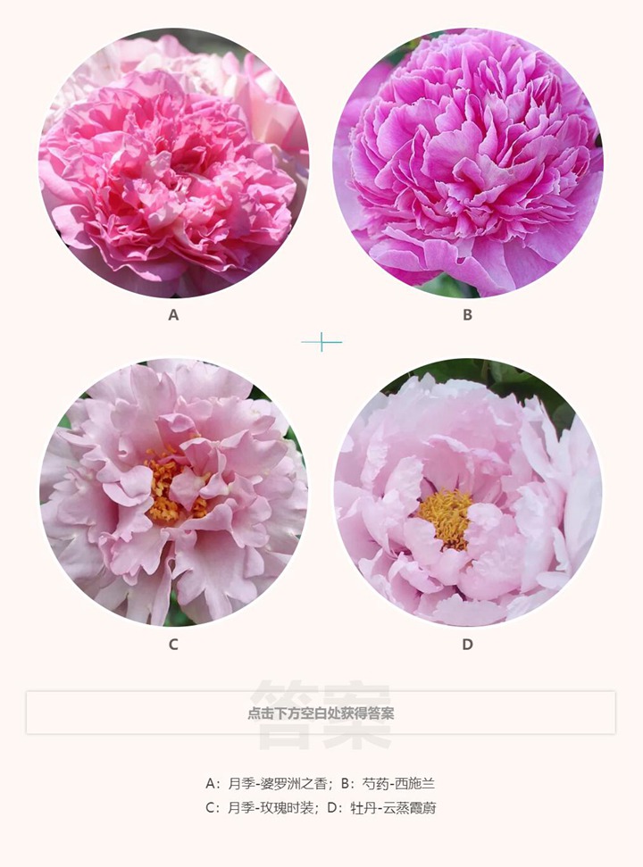 那些酷似牡丹的月季品種有哪些？