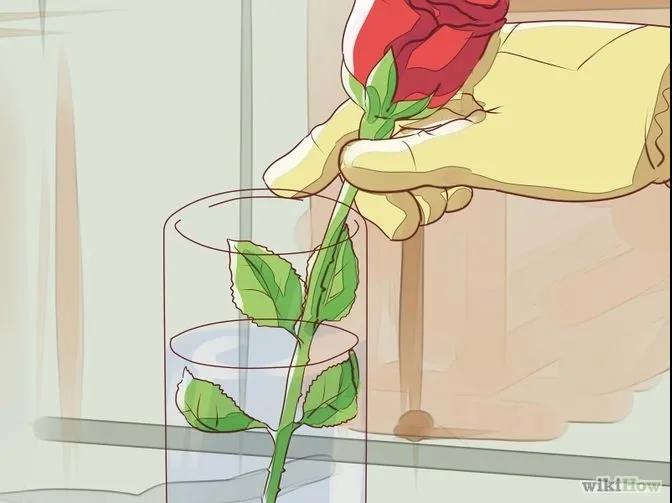 月季秋季修剪時間及修剪方法