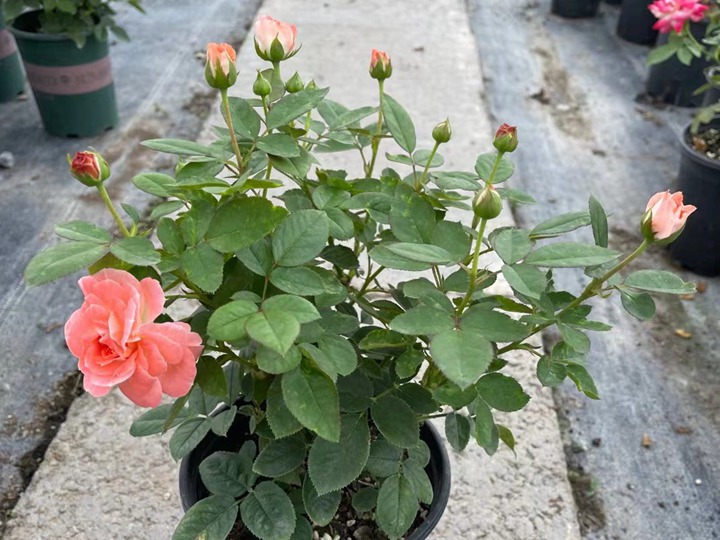 想讓庭院一年四季鮮花不斷？選擇月季準(zhǔn)沒錯(cuò)！