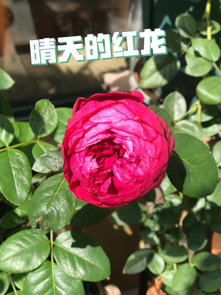 紅色龍沙寶石和佛羅侖蒂娜哪個好？