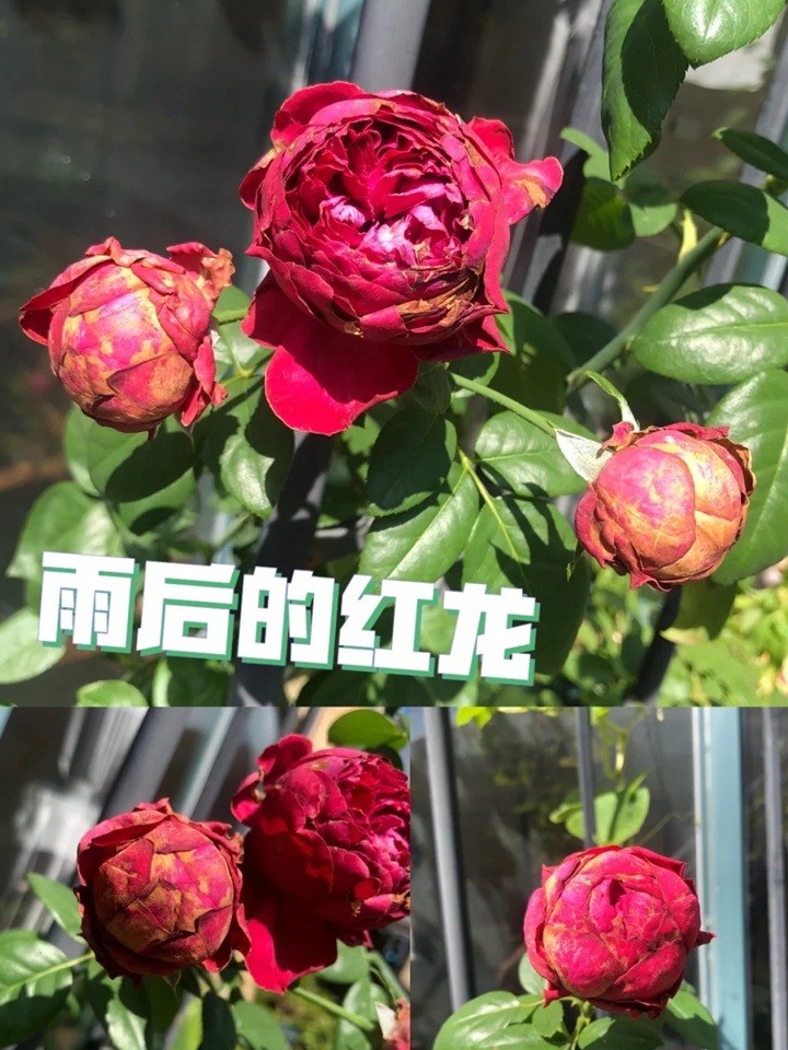 紅色龍沙寶石和佛羅侖蒂娜哪個好？