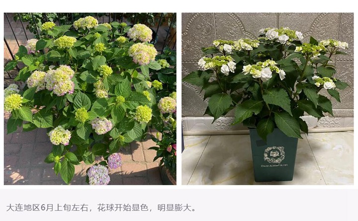 繡球花種植養(yǎng)護需要注意事八大事項