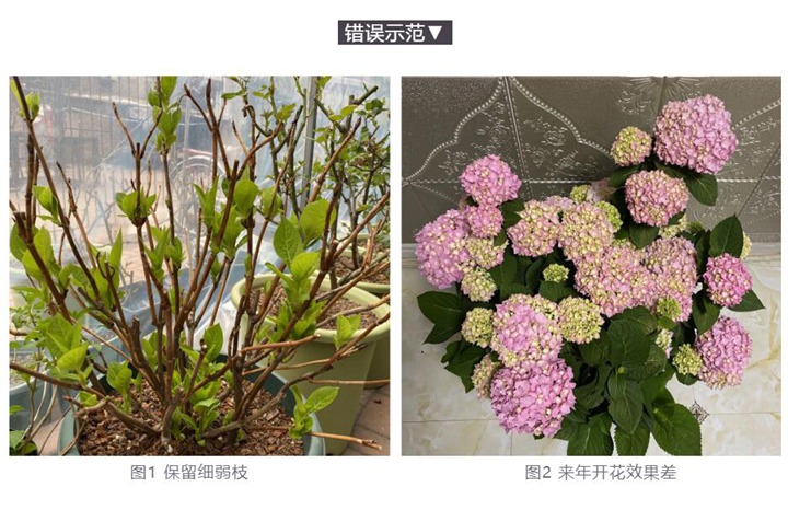 繡球花種植養(yǎng)護需要注意事八大事項