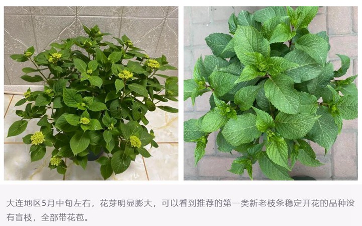 繡球花種植養(yǎng)護需要注意事八大事項