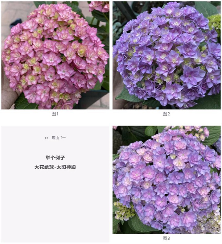 繡球花種植養(yǎng)護需要注意事八大事項