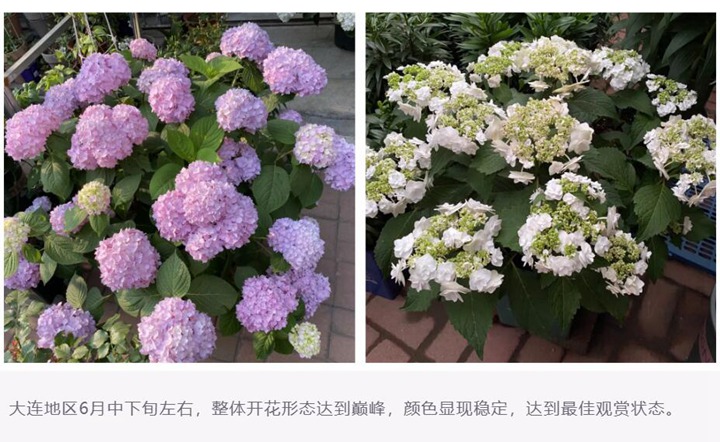 繡球花種植養(yǎng)護需要注意事八大事項