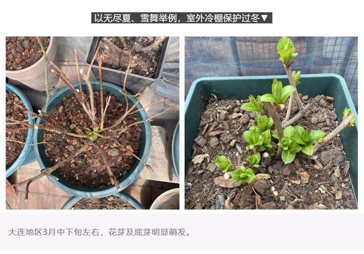 繡球花種植養(yǎng)護需要注意事八大事項