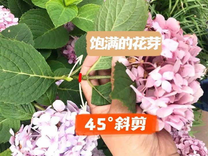 繡球花種植養(yǎng)護需要注意事八大事項
