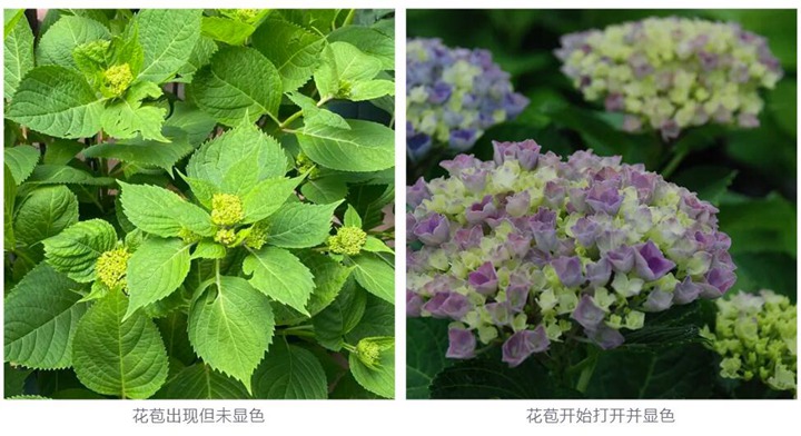 繡球花種植養(yǎng)護需要注意事八大事項