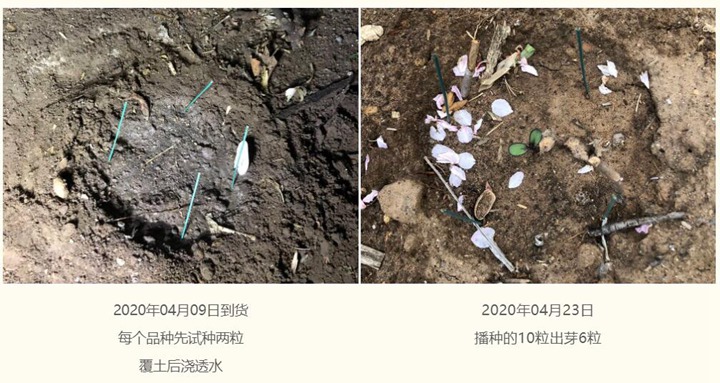 向日葵種子種植經(jīng)驗(yàn)分享