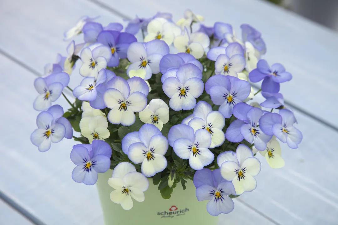 秋季播種春季開(kāi)花的草花品種推薦