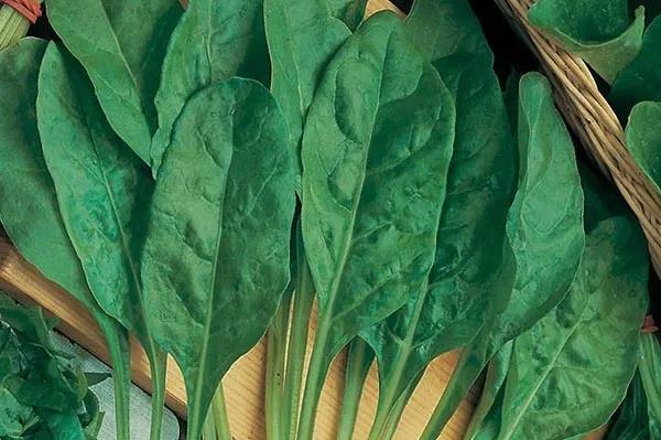 秋季播種春季開(kāi)花的草花品種推薦