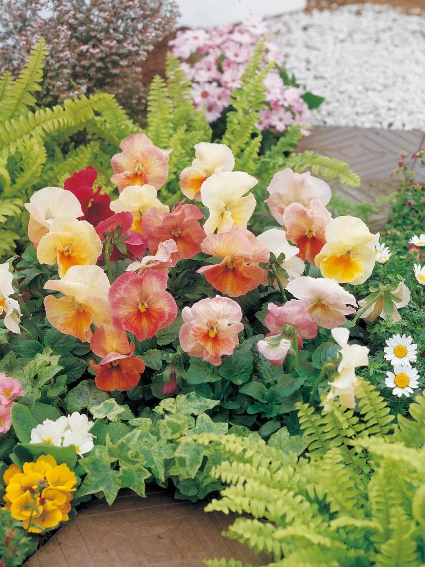 秋季播種春季開(kāi)花的草花品種推薦