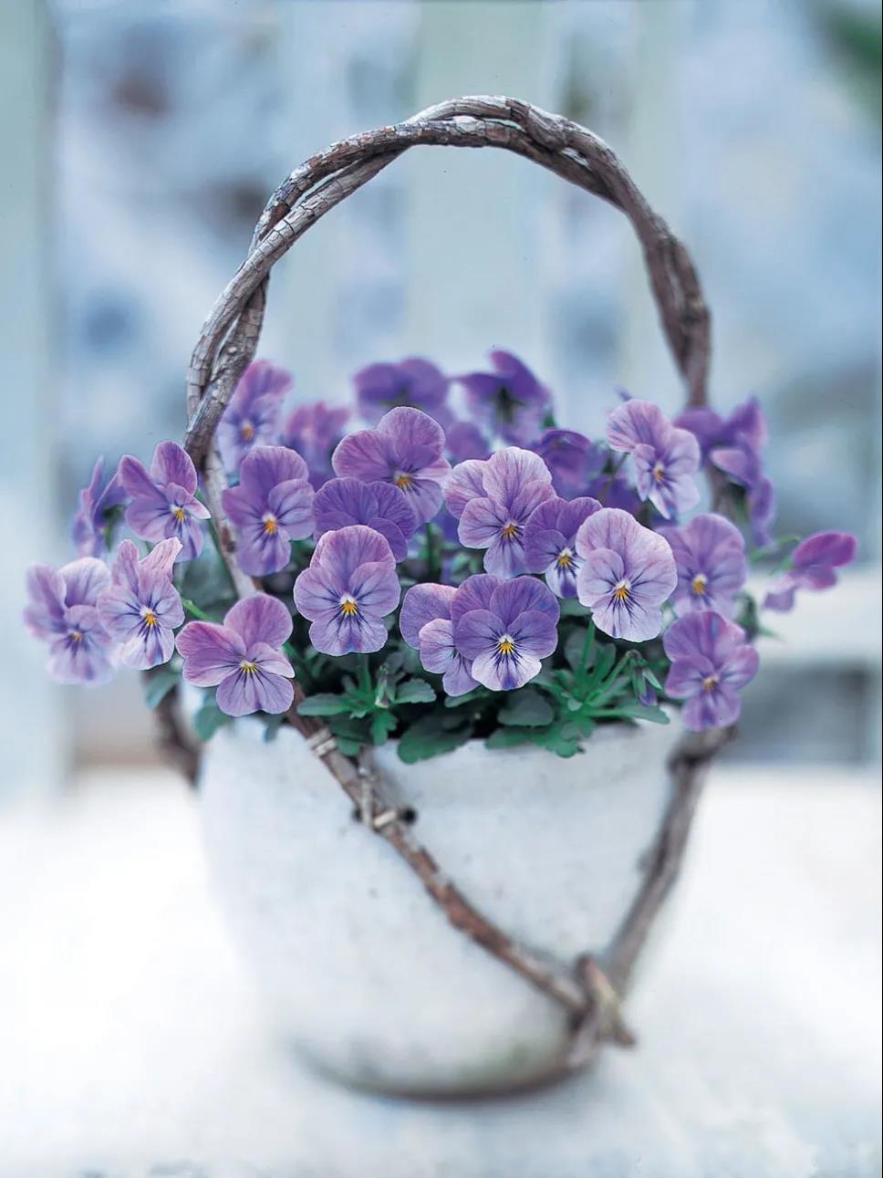 秋季播種春季開(kāi)花的草花品種推薦
