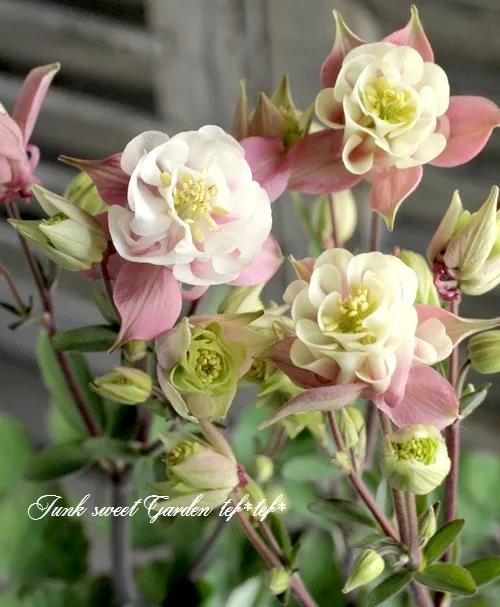 秋季播種春季開(kāi)花的草花品種推薦