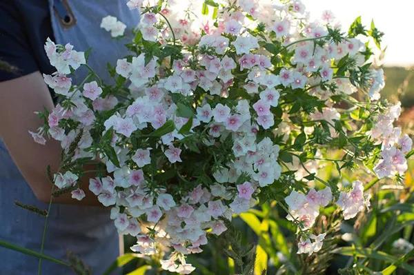 秋季播種春季開(kāi)花的草花品種推薦