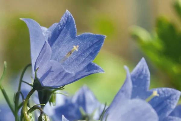 秋季播種春季開(kāi)花的草花品種推薦