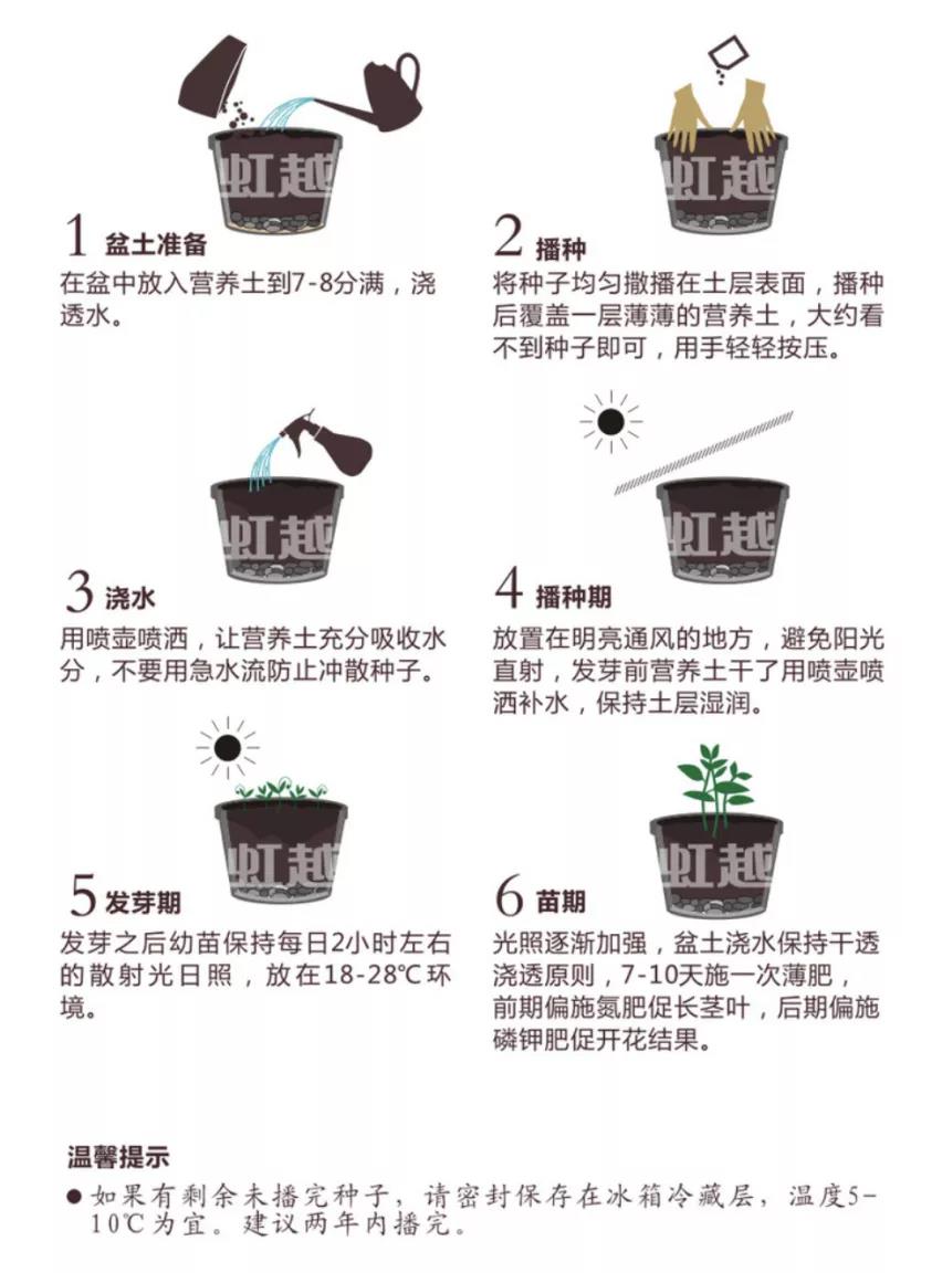 秋季播種春季開(kāi)花的草花品種推薦