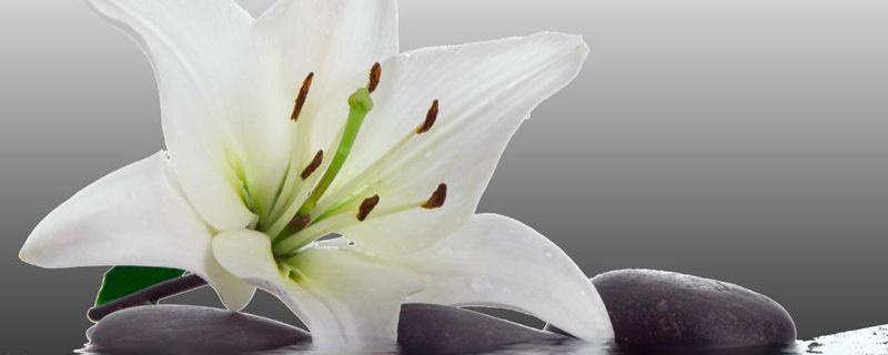 適合家里養(yǎng)的32種花，好養(yǎng)又好看，一定要養(yǎng)一盆！