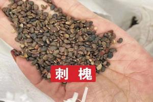 常用的護坡灌木種子有哪些？