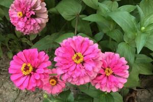 百日草花種子什么時(shí)候播種，怎么種容易發(fā)芽