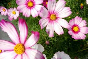 波斯菊什么時(shí)候播種最好，播種后什么時(shí)候開(kāi)花