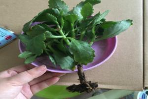 長壽花黑桿是怎么回事，如何處理？
