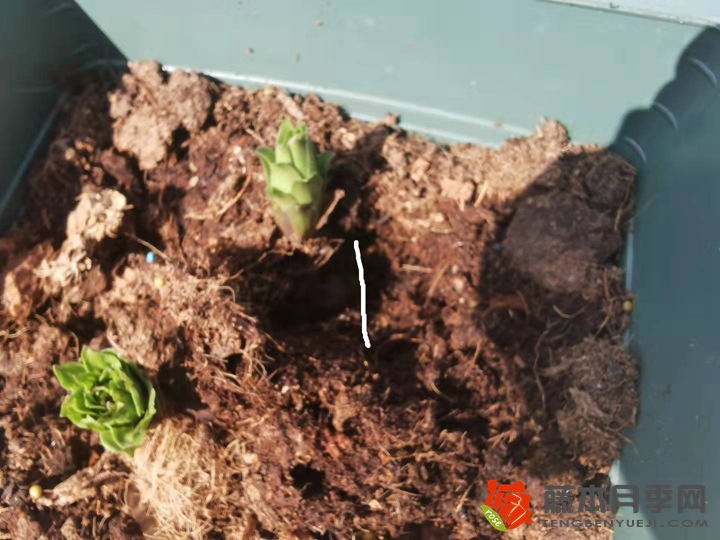 百合種植多深合適，怎么種？