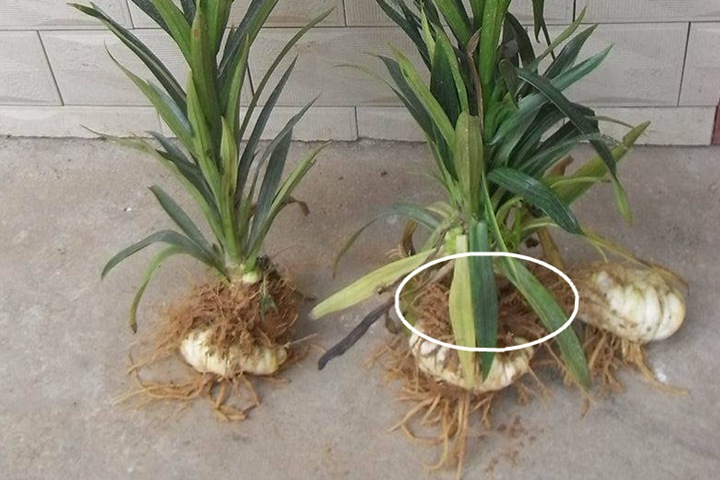 百合種植多深合適，怎么種？