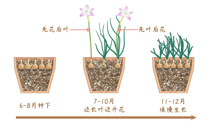 風雨蘭終極爆花種植方法（多圖干貨）