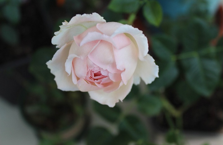 伊芙四號(hào)/四度芳香