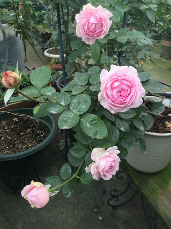伊芙四號(hào)/四度芳香