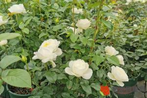 白色月季花語是什么？
