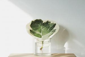 除了貴沒毛病，一眼就心動的花葉植物