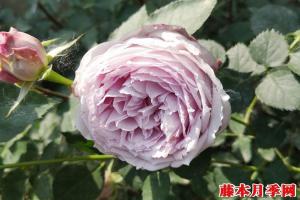 青金石月季的優(yōu)缺點(diǎn)