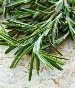 哪些花園植物具有驅(qū)蚊功效？