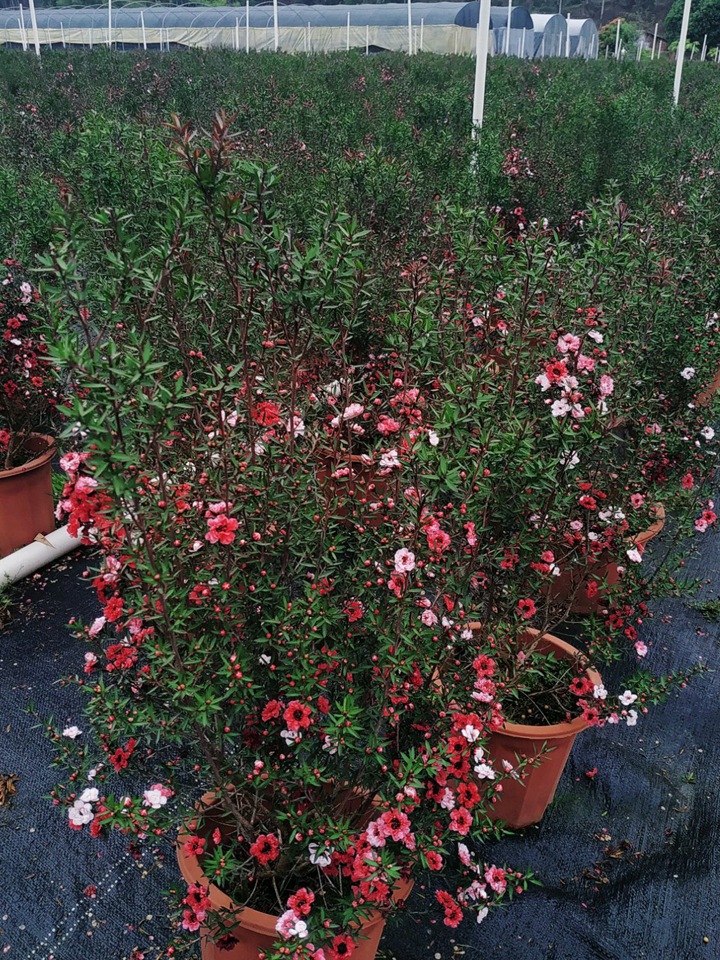 松紅梅一年開(kāi)幾次花(花期有多久)