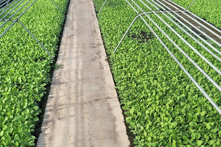 西蘭花種子怎么催芽，什么時候播種