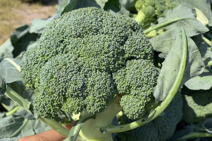 西蘭花種子怎么催芽，什么時候播種